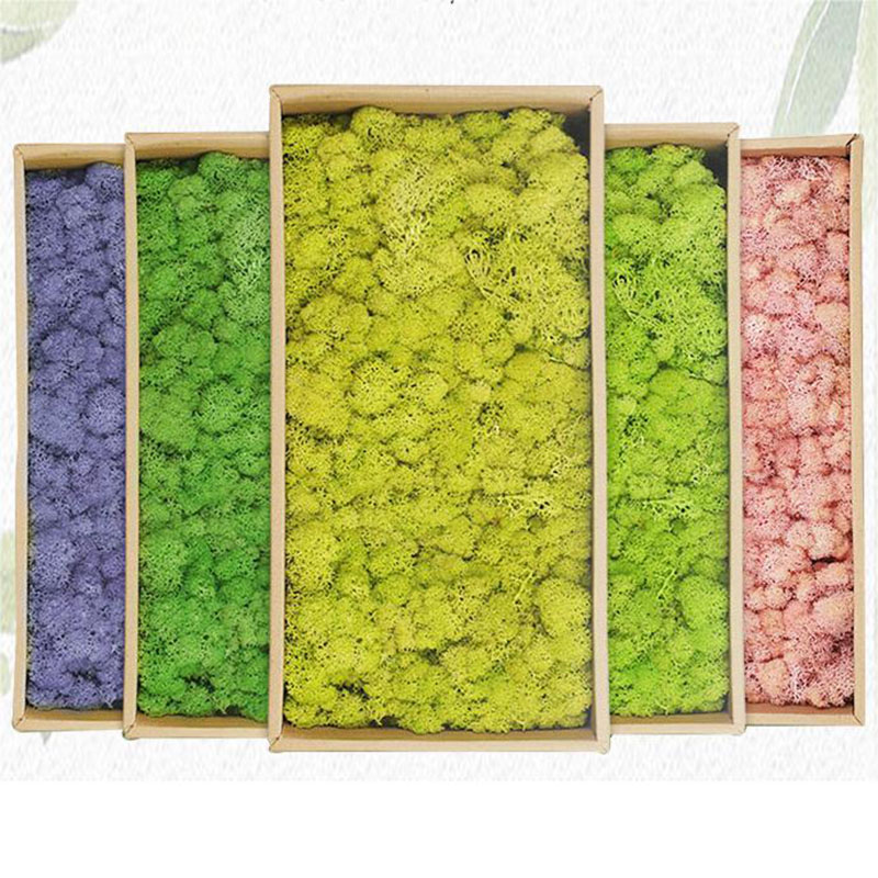 人工緑の植物,庭の装飾,家,リビングルーム,20g - Sphagnum Moss Dry のレビューと価格