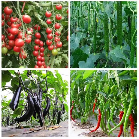 サイトカイニン植物ホルモンは、野菜、花、果物の生産性を向上さ - Rooting Hormone Powder のレビューと価格