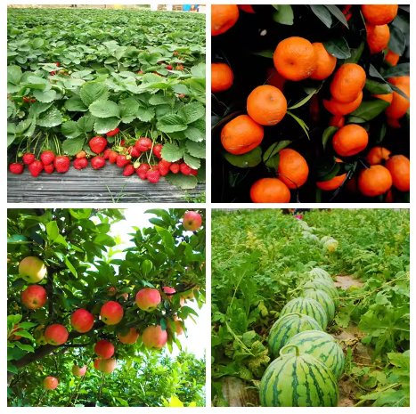サイトカイニン植物ホルモンは、野菜、花、果物の生産性を向上さ - Rooting Hormone Powder のレビューと価格